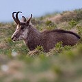 Chamois