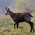 Chamois