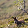 Chamois