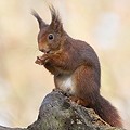 Ecureuil Roux