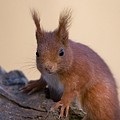 Ecureuil Roux