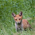 Renard Roux
