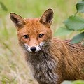 Renard Roux