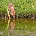 Renard Roux