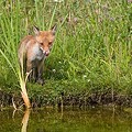 Renard Roux