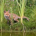 Renard Roux