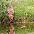 Renard Roux