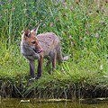 Renard Roux