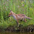 Renard Roux