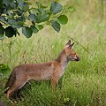Renard Roux