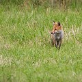Renard Roux
