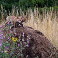 Renard Roux