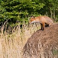 Renard Roux