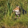 Renard Roux