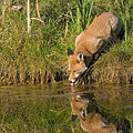 Renard Roux