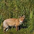 Renard Roux