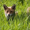 Renard Roux