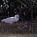 Aigrette Neigeuse