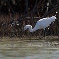 Aigrette Neigeuse