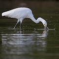 Aigrette Neigeuse