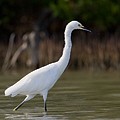 Aigrette Neigeuse