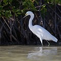 Aigrette Neigeuse