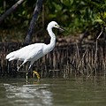 Aigrette Neigeuse