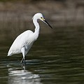 Aigrette Neigeuse