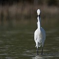 Aigrette Neigeuse