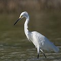 Aigrette Neigeuse