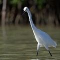 Aigrette Neigeuse