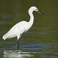 Aigrette Neigeuse