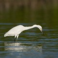 Aigrette Neigeuse