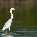 Aigrette Neigeuse