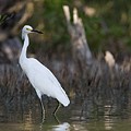 Aigrette Neigeuse