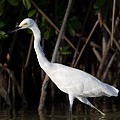 Aigrette Neigeuse