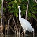 Aigrette Neigeuse