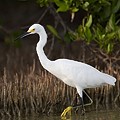 Aigrette Neigeuse