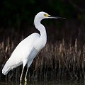 Aigrette Neigeuse