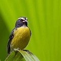 Sucrier à Ventre Jaune