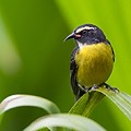 Sucrier à Ventre Jaune