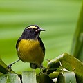 Sucrier à Ventre Jaune