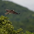 Balbuzard Pêcheur