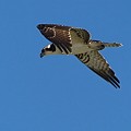 Balbuzard Pêcheur