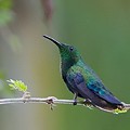 Colibri Falle Vert