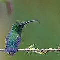 Colibri Falle Vert