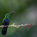 Colibri Falle Vert