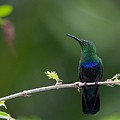 Colibri Falle Vert