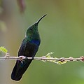 Colibri Falle Vert