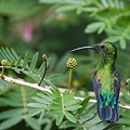 Colibri Falle Vert